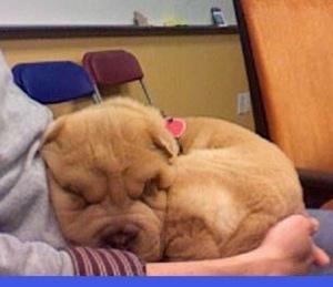 Fiona the Mini Shar-Pei as a puppy.