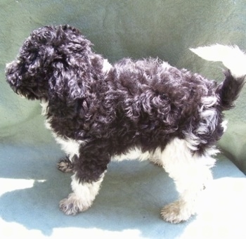 Moyen Poodle Breeders Canada