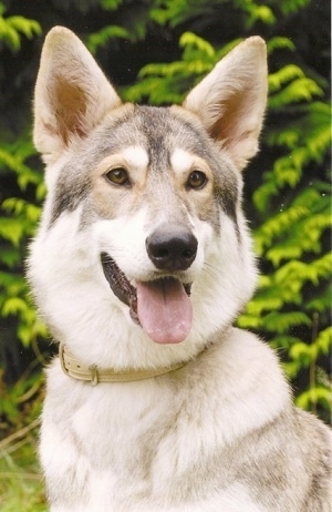 Close up head and upper body shot - A perk-eared, tan with black and white Northern Inuit Dog is sitting in grass. Its mouth is open and tongue is out. It looks like a wolf.