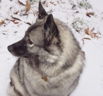 View from the top looking down at the dog - A grey with black Norwegian Elkhound is sitting in snow and it is looking to the left. There are speckles of snow on its head