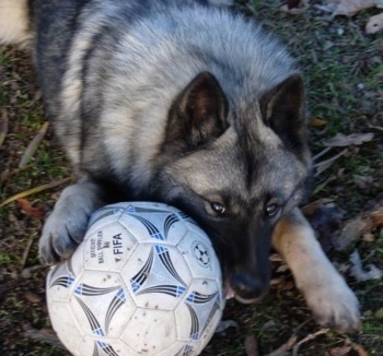 View from the top looking down at the dog - A perk-eared, grey with black Norwegian Elkhound dog is laying outside in grass and it has its left paw over a soccer ball.