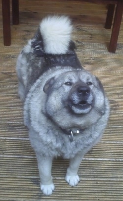 View from above looking down at the dog - A grey with black Norwegian Elkhound is howling on a porch.