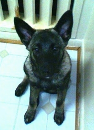 View from above looking down at the dog - A grey with black Norwegian Elkhound puppy is sitting on a white with tan tiled floor looking up.