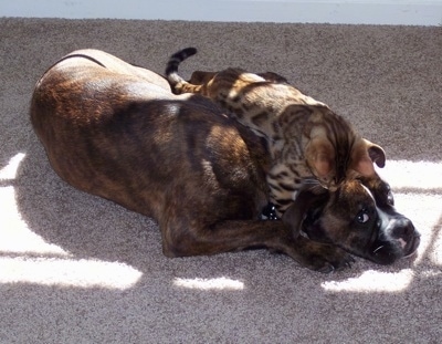 View from above - A brown brindle with white Olde English Bulldogge is laying down on a tan carpet and on top of the dog is a kitten.