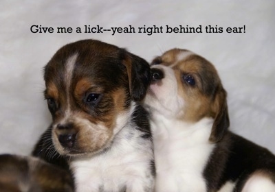 Front view - Two Pocket Beagle puppies are sitting on a blanket. The puppy on the right has its mouth against the ear of the puppy in front of it. The words - Give me a lick--yeahright behind this ear! - is overlayed.