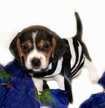 Front side view - A black and tan with white Pocket Beagle puppy is standing on a blue surface looking forward wearing a black and white striped shirt. Its tail is up.