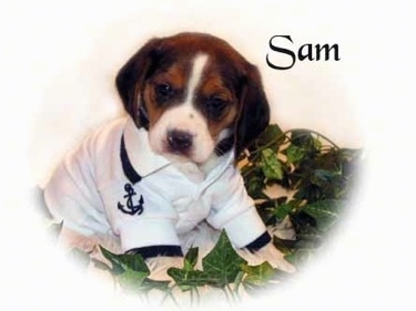 Front side view - A black and tan with white Pocket Beagle puppy is wearing a sailors costume looking forward with its head tilted to the right.