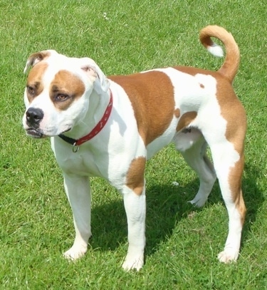 Snoop-Dog the tan and white Olde Tyme Bulldogge is standing outside in grass and looking to the left.