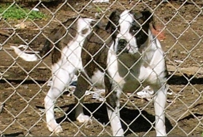 A brown brindle with white Otto Bulldog is standing in dirt behind a chainlink fence.