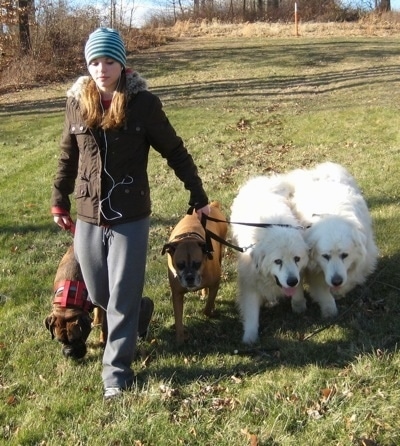 Amie on a pack walk with the dogs