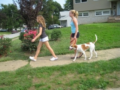 Darley out on one of her much needed pack walks
