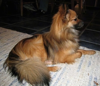 The right side of a tan with black and white Paperanian dog laying on a white throw rug looking to the right.