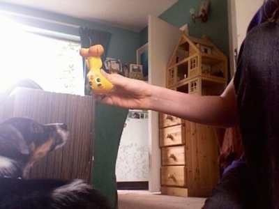 The back of a black with white and brown Papijack puppy laying on a carpet  looking up at a squeaky, yellow and orange Tweety Bird toy that a person is holding.