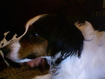 Left Profile Head shot - A white with brown and black Papijack dog is looking to the left. There is a person laying down next to it.