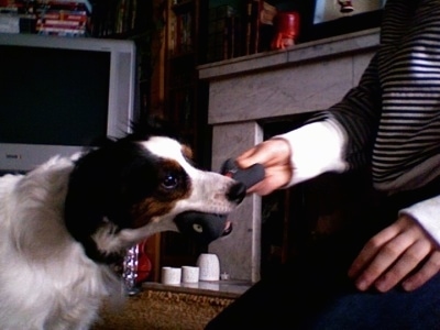 Right Profile - A white with brown and black Papijack is biting a black bone toy that a person is holding in their hand. There is a gray TV and a marble fireplace behind them.