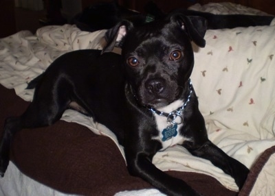 Front side view - A black with white Patton Terrier is laying on a brown and tan dog bed with its head held up and it is looking forward. The dog is black with a white chest.