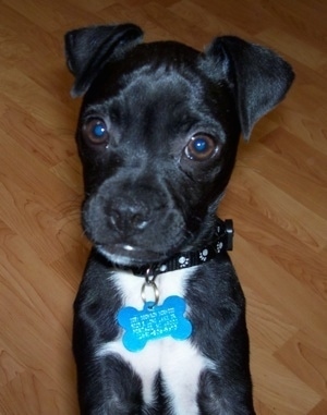 Close up - A black with white Patton Terrier puppy is jumped up on the person taking the picture and is looking up at them. It has a big blue bone tag hanging from its collar.