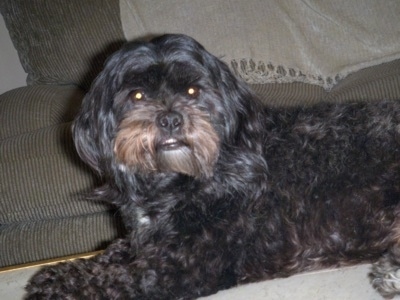 Side view - A wavy-coated black with white Peke-A-Chon is laying across a couch looking forward.