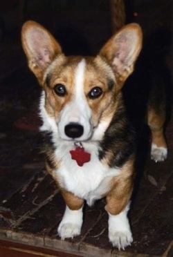 Abby is our Pembroke Welsh Corgi shown here at a year old. 