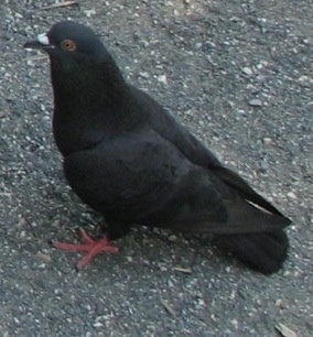 Dark Pigeon