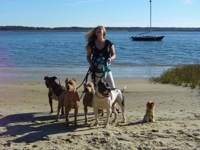 A lady with blonde hair is holding the leash of Four Pit Bull Terriers and a Pomeranian at a beach.