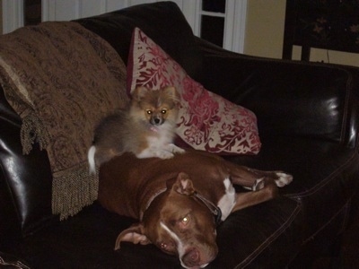 A Pomeranian is laying on top of a brown with white Pit Bull Terrier that is laying on a leather couch