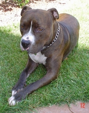 The front left side of a brown with white Pitbull Terrier that is, wearing a choke chain collar, iss laying across a field near a brick walkway