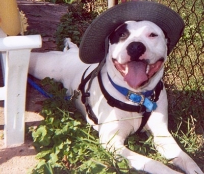 The front right side of a white with black Pitbull Terrier that is wearing a hat. It is laying against a chain link fence with its mouth open and tongue out