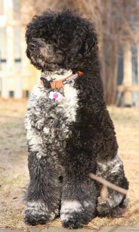 Portuguese Water Dog Puppy. Portuguese Water Dog Photos