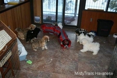 A litter of six Havanese puppies playing around on a tiled floor