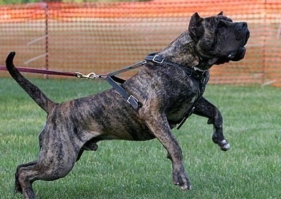 http://www.dogbreedinfo.com/images22/PresaCanarioDragoImportCanaryIslands2.jpg