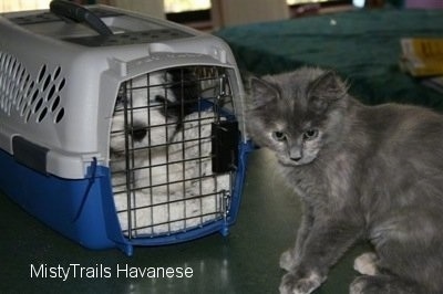 Puppy in a travel crate with a gray cat sitting in front of it