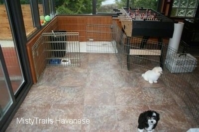 Two puppies are sitting on a tiled floor and they are walled in by a cage
