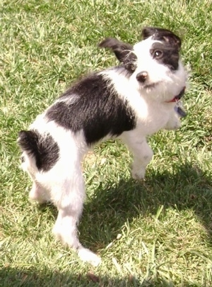 The back right side of a black and white Ratese that is standing on grass and it is looking up and to the left.