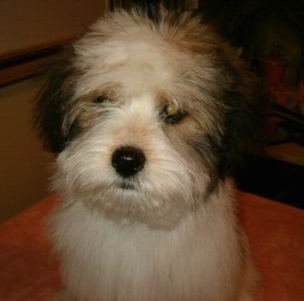 Close up - A fuzzy white with black and tan Ratese is sitting on a pillow. It is looking to the left and its head is tilted slightly to the right.