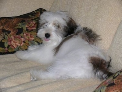 The soft coated back left side of a white with grey Ratese that is laying agains the back of a tan couch. There are two black, pink and green floral pillows in front of and behind it. It is looking forward and its tongue is sticking out.