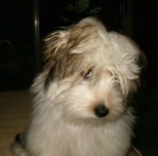 Close up front view - A white with black and tan Ratese is sitting on a carpet. Its head is tilted to the right and it is looking forward.