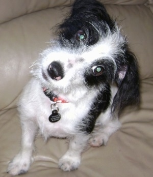 Close up - A wiry-looking  black and white Ratese is sitting on a couch and its head is tilted to the right.