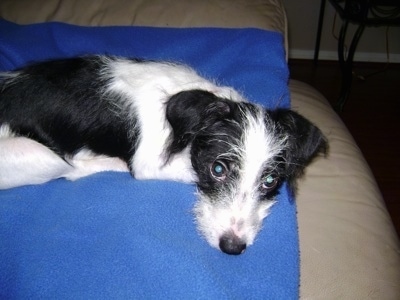 Close up - A black and white Ratese is laying down across a blue blanket on a couch. It is looking forward.