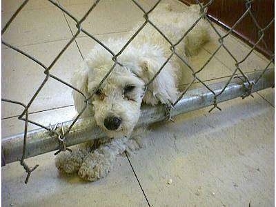 A white Puppy is sitting near a fence with its head through one of the holes