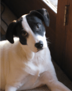 Close up upper body shot - A white with black Rottaf puppy is laying in front of a door and it is looking forward. Its head is slightly tilted to the left. The dog's body is white and its head his black with a white stripe down its stop to its snout.