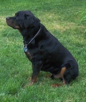 The left side of a black and tan Rottweiler that is sitting in grass and it is looking to the left. It is wearing a choke chain collar.