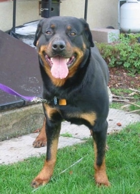 Front View - A black with brown large breed Rottweiler dog is standing outside in grass and it is looking forward. Its mouth is open, its tongue is out and it looks like it is smiling.