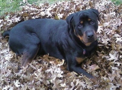 A black and tan Rottweiler is laying in a pile of brown fallen leaves looking up. Its head is tilted to the left.