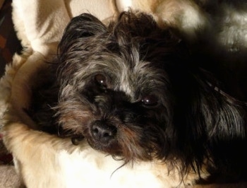 Close up head shot - A black with brown Russian Tsvetnaya Bolonka is laying down in a dog bed and it is looking forward.