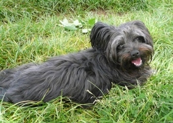 Side view - The back right of a Russian Tsvetnaya Bolonka dog that is laying in grass. It is looking forward, its mouth is open and it looks like it is smiling.