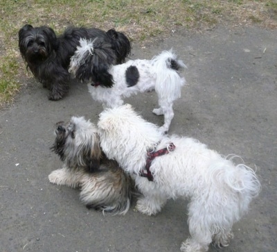 Four Russian Tsvetnaya Bolonkas are standing and sitting on a stone surface next to a grassy yard.