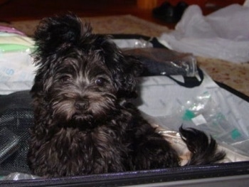 A black Russian Tsvetnaya Bolonka is sitting in a luggage carrying case and it is looking forward.