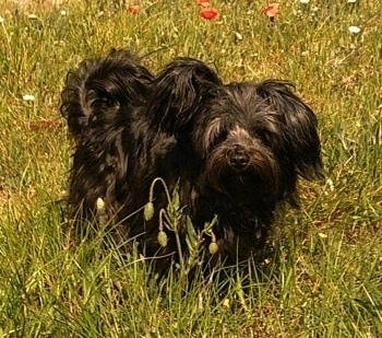 Front side view - A black Russian Tsvetnaya Bolonka is laying in tall grass with wild flowers looking forward.