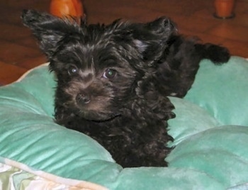 A small black Russian Tsvetnaya Bolonka is laying on a green pillow and it is looking to the left. Its ears are sticking out to the sides.